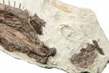 Fossil Fish (Ichthyodectes) Jaw Section - Kansas #197814-3